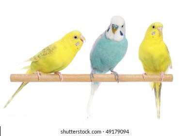 Yellow Parakeet Images, Stock Photos Vectors | Shutterstock