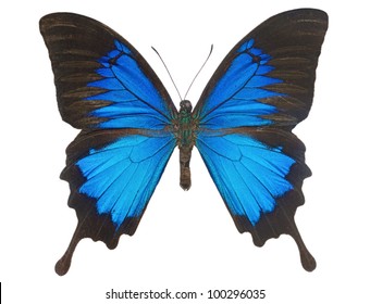 638 Blue papilio ulysses Images, Stock Photos & Vectors | Shutterstock