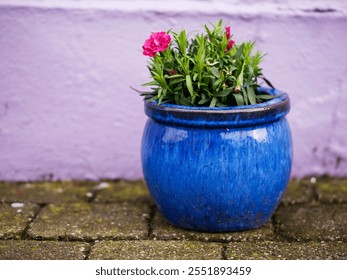 Blue vase on the stone pavement with red flowers, light purple wall in the background. City decoration element. Yellow and green color combination. Vase is painted and has reflective surface - Powered by Shutterstock