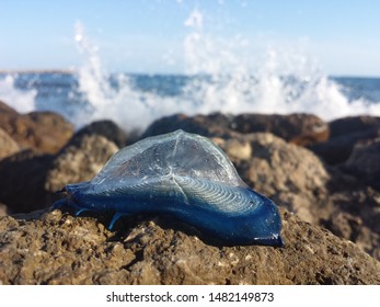 Blue Velella Velella On The Sea Shore.