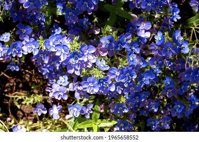 Blue Veronica Flowers-spring Groundcover Plants