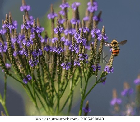 Similar – Image, Stock Photo Garden verbena in a flower box