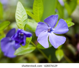 Blue Vinca Flowers Summer Meadow Closeup Stock Photo 628376129 ...