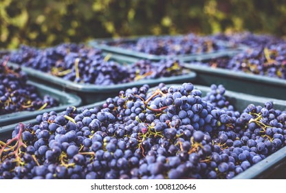 Blue Vine Grapes. Grapes For Making Ice Wine. Detailed View Of A Frozen Grape Vines In A Vineyard In Autumn. Hungary Wine.