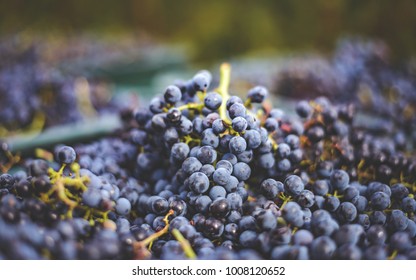 Blue Vine Grapes. Grapes For Making Ice Wine. Detailed View Of A Frozen Grape Vines In A Vineyard In Autumn. Hungary Wine.