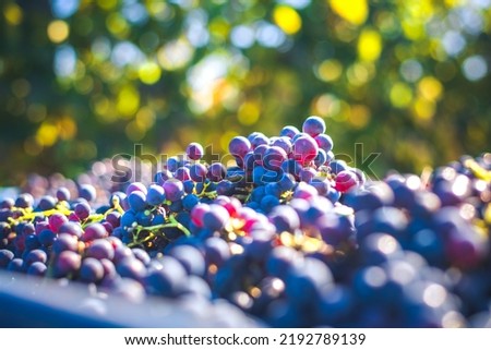 Blue vine grapes. Grapes for making red wine in the harvesting crate. Detailed view of a grape vines in a vineyard in autumn, Hungary