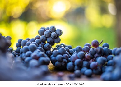 Blue Vine Grapes. Grapes For Making Wine. Detailed View Of Cabernet Franc Blue Grape Vines In The Hungarian Vineyard In Autumn, Hungary