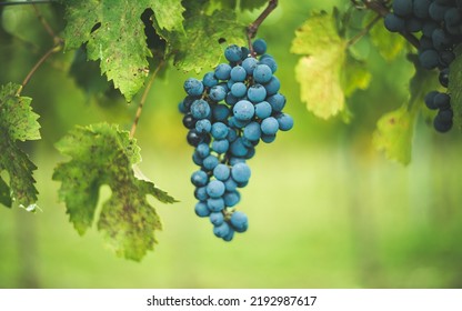 Blue Vine Grapes In The Vineyard. Cabernet Franc Grapes For Making Red Wine In The Harvesting. Detailed View Of A Frozen Grape Vines In A Vineyard In Autumn, Hungary