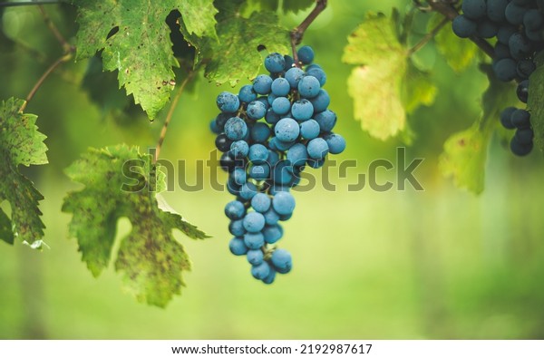 Blue vine grapes in the\
vineyard. Cabernet Franc grapes for making red wine in the\
harvesting. Detailed view of a frozen grape vines in a vineyard in\
autumn, Hungary