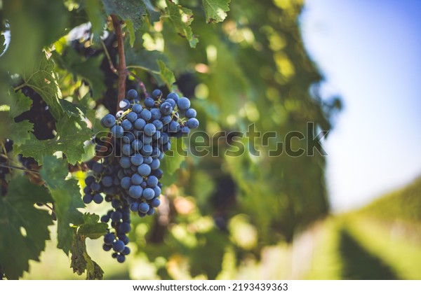 Blue vine grapes in the\
vineyard. Cabernet Franc grapes for making red wine in the\
harvesting. Detailed view of a frozen grape vines in a vineyard in\
autumn, Hungary