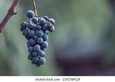 Blue Vine Grapes In The Vineyard. Grapes For Making Red Wine In The Harvesting. Detailed View Of A Frozen Grape Vines In A Vineyard In Autumn, Hungary