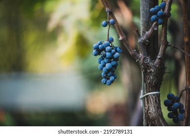 Blue Vine Grapes In The Vineyard. Grapes For Making Red Wine In The Harvesting. Detailed View Of A Frozen Grape Vines In A Vineyard In Autumn, Hungary