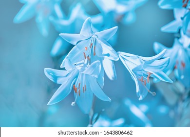 Blue vintage blossoming lily flowers. Nature background. Spring nature - Shutterstock ID 1643806462