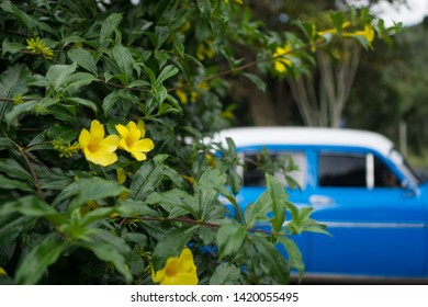 Blue Vintage Car Behind Bush With Yellow Flowers