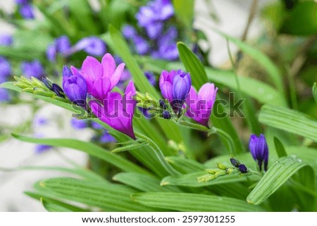 Blue and violet flowers of the delicate iris plant Babiana stricta (Iridaceae)