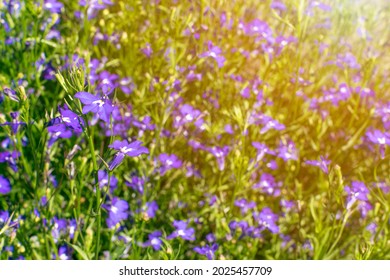 Blue violet lobelia flowers in summer garden. Lobelia erinus, Edging Lobelia natural sapphire flowers - Shutterstock ID 2025457709