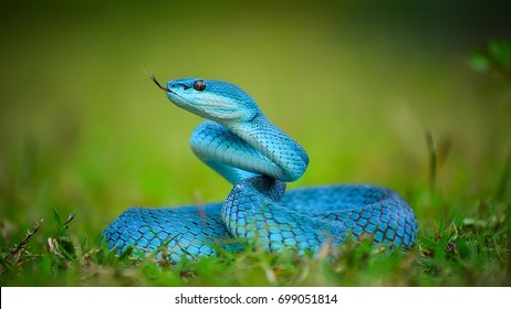 Blue Viper Indonesia Stock Photo 699051814 | Shutterstock