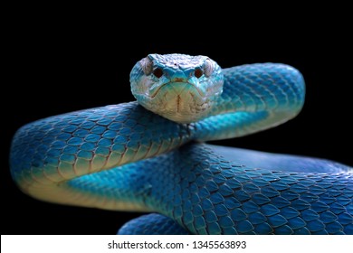 Blue viper snake closeup face, viper snake, blue insularis, Trimeresurus Insularis, animal closeup