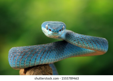 Blue Viper Snake Closeup Face Viper Stock Photo (Edit Now) 1555789463
