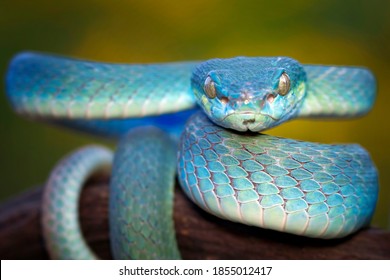 Blue Viper Snake Closeup Face Head Stock Photo Shutterstock