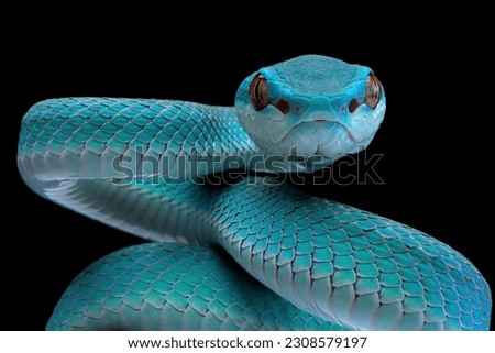 Blue viper snake closeup head on black background, viper snake ready to attack, blue insularis snake, Closeup head snake