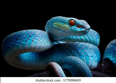 Blue Viper Snake Head Side View Foto stock 1779098459 | Shutterstock