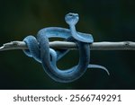 Blue viper snake on branch, viper snake ready to attack, blue insularis, animal closeup