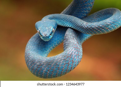 Blue Viper Snake On Branch Viper Stock Photo (Edit Now) 1234643977