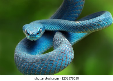 Blue viper snake on branch, viper snake, blue insularis