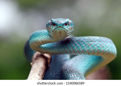Blue Viper Snake On Branch Viper Stock Photo 1240086589 | Shutterstock