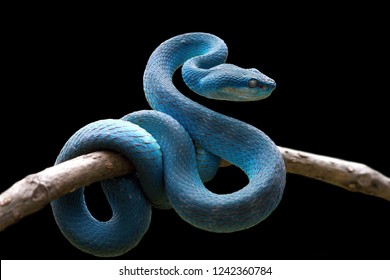 Blue viper snake on branch, viper snake, blue insularis, Trimeresurus Insularis, Indonesian viper snake