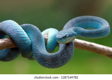 Blue Viper Snake On Branch Ready Stock Photo 1287149782 | Shutterstock