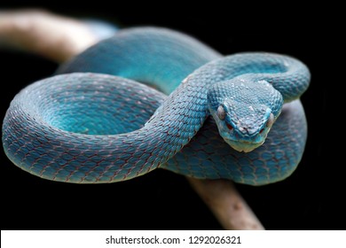 Blue viper snake on branch, viper snake, blue insularis, Trimeresurus Insularis