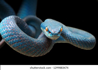 Blue viper snake on branch ready to attack prey, viper snake closeup face, blue insularis, Trimeresurus Insularis, snake with black background