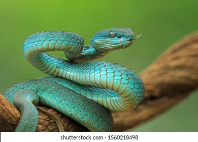 Blue Viper Snake On Branch, Viper Snake Ready To Attack, Blue Insularis, Animal Closeup