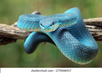 Similar Images, Stock Photos & Vectors of Blue viper snake closeup on ...