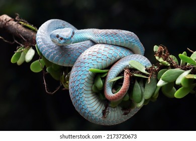 4,808 Blue eyed snake Images, Stock Photos & Vectors | Shutterstock