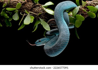 Blue viper snake on branch with black background, viper snake ready to attack, blue insularis snake, animal closeup