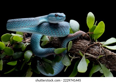 https://image.shutterstock.com/image-photo/blue-viper-snake-on-branch-260nw-2229741445.jpg