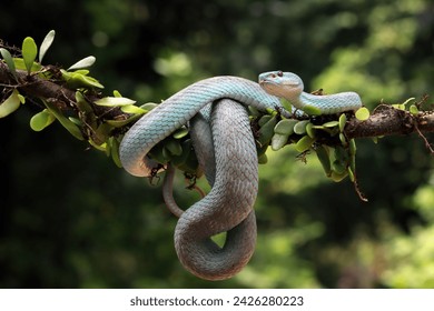 Serpiente víbora azul en la rama con fondo aislado, serpiente víbora lista para atacar, serpiente insularis azul, serpiente cabeza de primer plano
