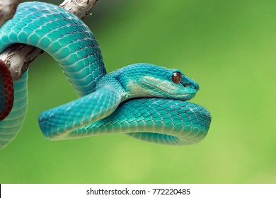 Blue Viper Snake On Branch Viper Stock Photo 772220485 | Shutterstock