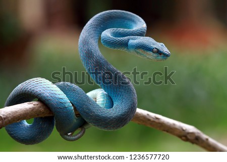 Blue viper snake on branch, viper snake, blue insularis