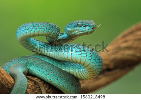 Blue viper snake on branch, viper snake ready to attack, blue insularis, animal closeup