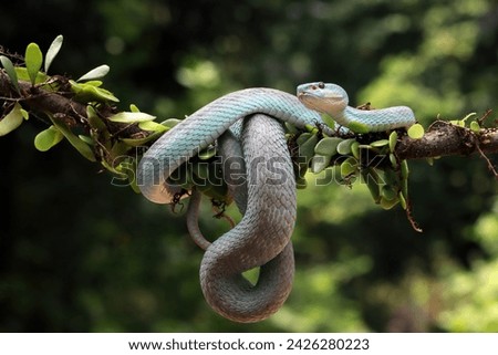 Blue viper snake on branch with isolated background, viper snake ready to attack, blue insularis snake, Closeup head snake