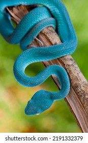 Blue viper snake on branch,blue insularis, Trimeresurus Insularis