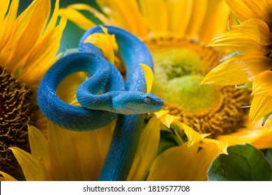 Snake And Sunflower