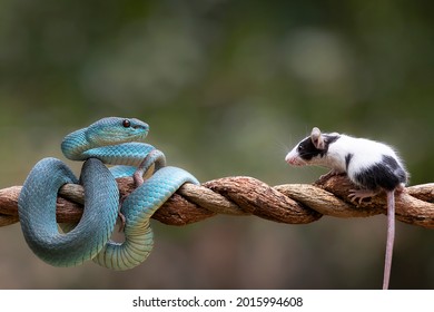 Blue Viper Snake as top predator ready to strike his prey  mouse - Shutterstock ID 2015994608