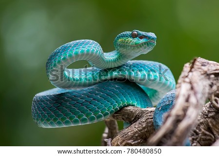 blue viper, venomous and poisonous snake