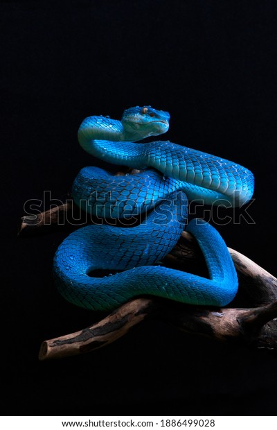 Blue Vit Pit Viper, blue insularis,\
blue viper, the nocturnal dangerous snake in the\
world