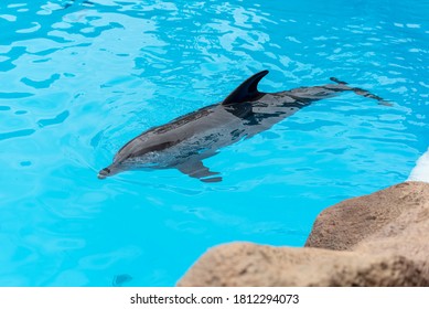 Blue Water Aquarium With Captive Dolphin